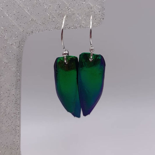 Beetle wing earrings hanging on earring stand showing iridescent colour